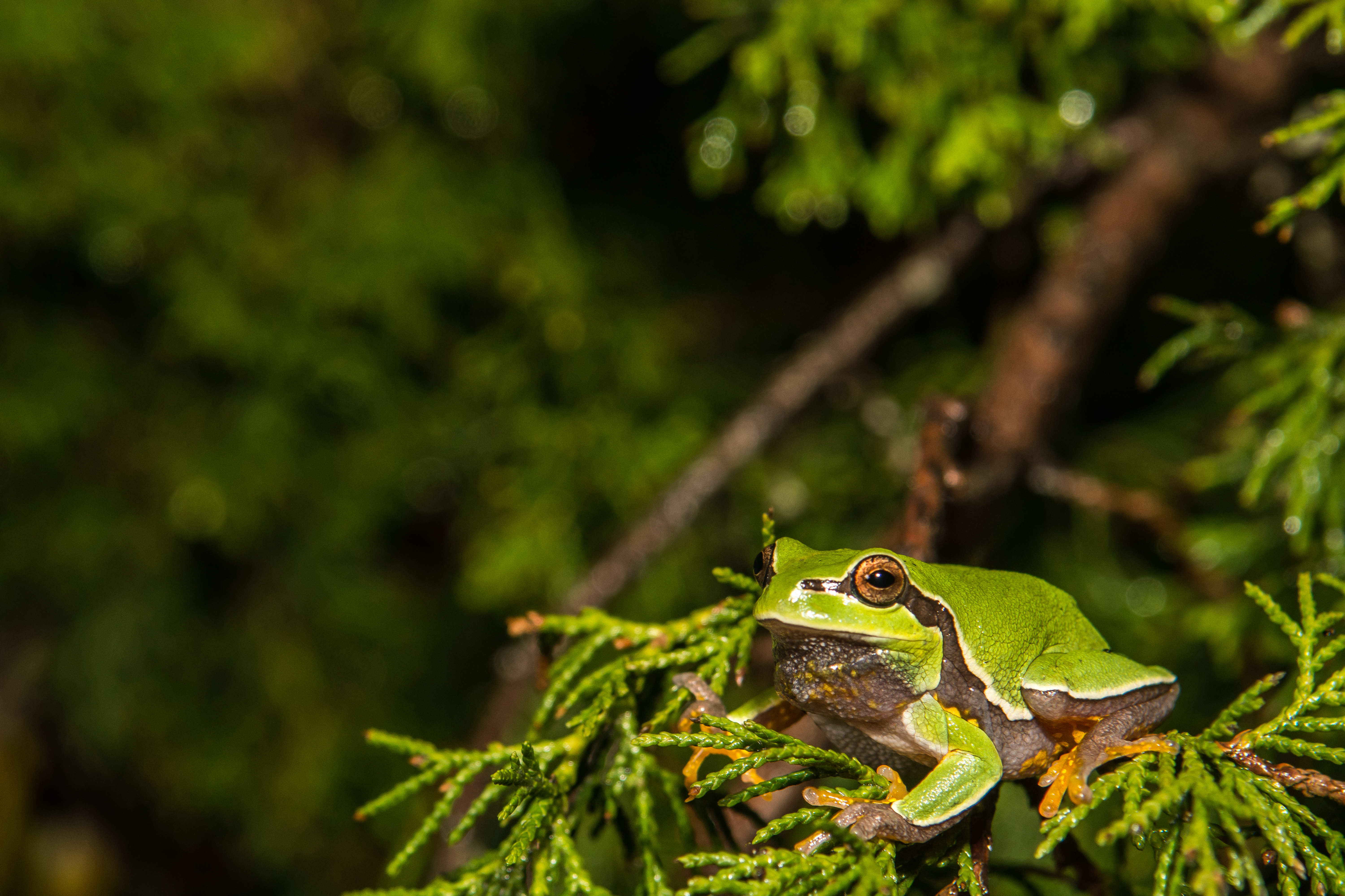 Pine Barrens Tree Frog
