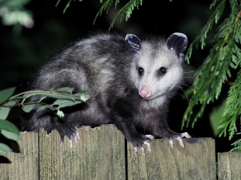 Virginia Opossom